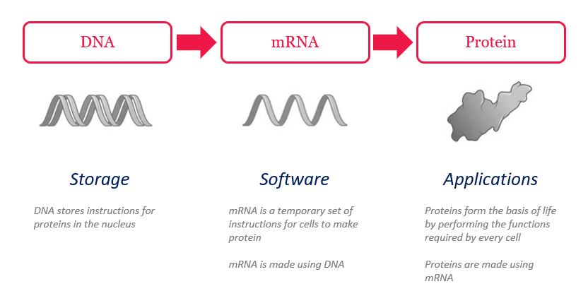 our tech stack: DNA, mRNA & Protein
